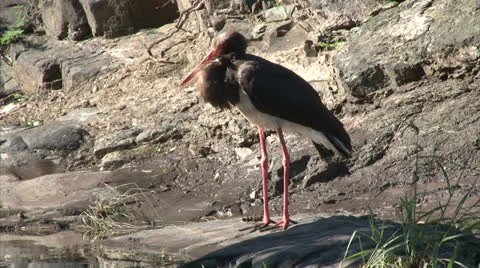 Black Stork 스톡 동영상 25890504