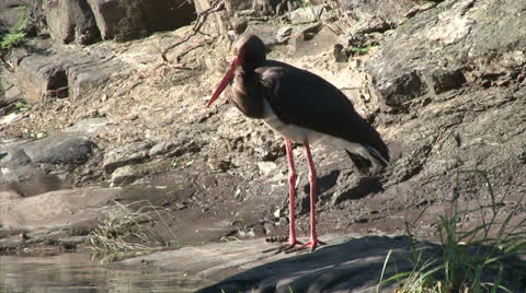 Black Stork Stock Footage 25891827