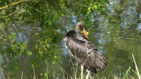 Black stork 動画素材 139902676