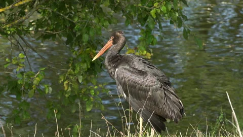 Black stork Stock Footage 139902816