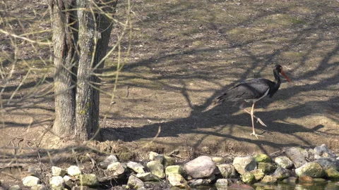Black stork Stock Footage 152606706