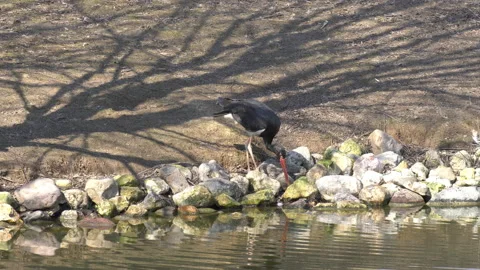 Black stork Stock Footage 152606789