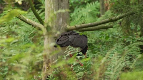 Black stork in forest Stock Footage 55658354