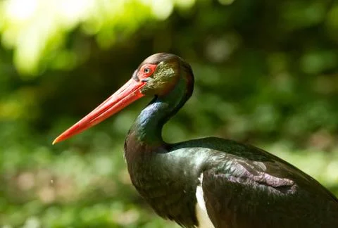 Black stork in the forest Foto stock