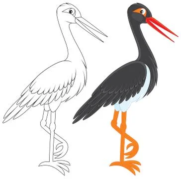 Black stork Stock Illustration