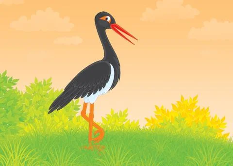 Black Stork Stock Illustration