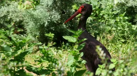 Black stork in a nature Stock Footage 24654136