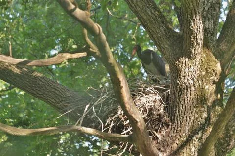 Black Stork in the nest Stock Photos
