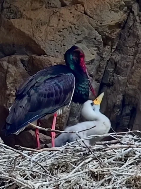 Black stork parent feeding its chick in a nest on a rocky cliff Stock Footage 334635539