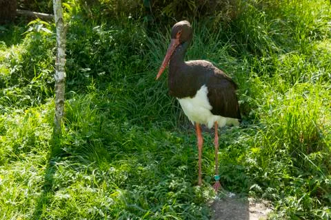 Black stork Stock Photos