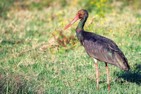 Black stork Foto stock