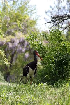 Black stork 写真素材