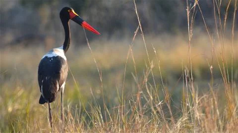 Black stork Stock Photos