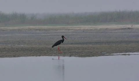 Black stork Stock Photos
