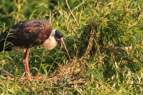 Black stork 스톡 사진