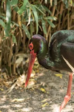 Black stork Stock Photos