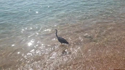 Black stork on the seashore Vídeo Stock 167221360