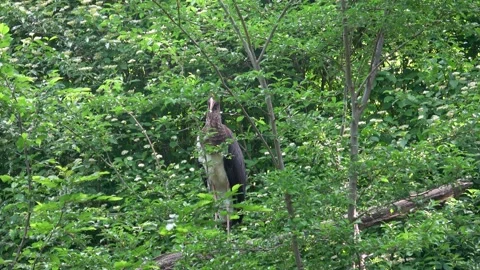 Black stork sitting in the branches of a tree Stock Footage 197305050