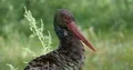 Black stork very close up cleaning his feathers on a sunny green grassland 4k or 4k+ Resolution