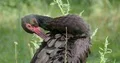 Black stork very close up cleaning his feathers on a sunny green grassland 4k or 4k+ Resolution