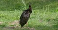 Black stork very close up standing on a sunny green grassland 4k or 4k+ Resolution