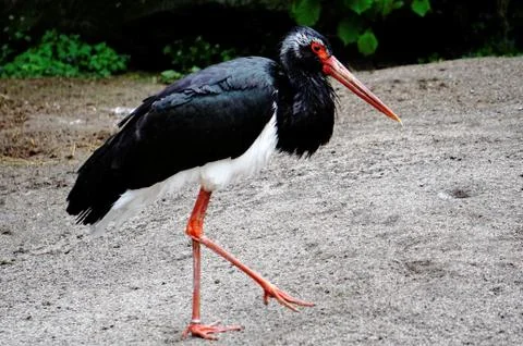 Black stork walking Stock Photos