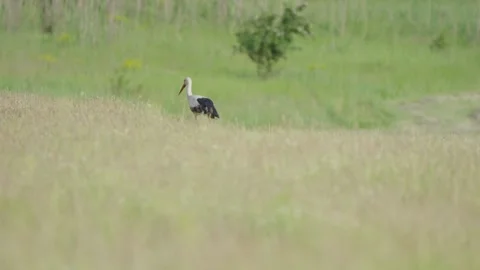 Black Stork Walking Through Tall Meadow Grass With Focus Transition Stock Footage 341763553