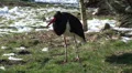 Black Stork in winter HD Footage