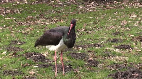 Black stork in a zoo in Germany Video stock 47817991
