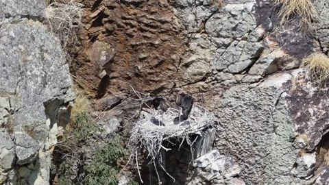Black storks Ciconia nigra nesting on a rocky cliff in Monfrague, Extremadur Stock Footage 340505252