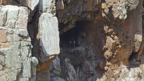 Black storks Ciconia nigra standing in nest on a rocky cliff, Monfrague Stock Footage 340501136