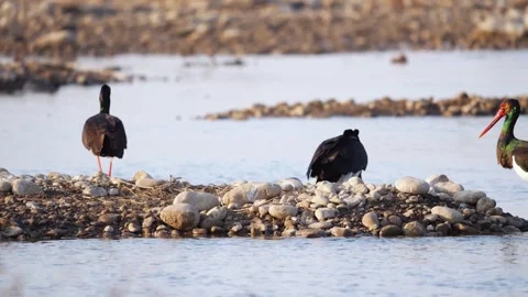 Black Storks Foraging on Rocky River Bank in Natural Habitat 動画素材 330146436