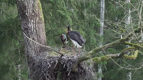Black storks make a nest. Stock Footage 172498348