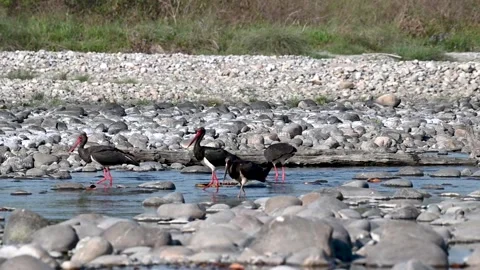 Black storks trying to get food out of the river in Tadoba national park Vídeos de archivo 333676431