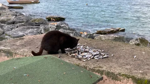 A black stray cat eating fish with pleasure Stock Footage 171382339