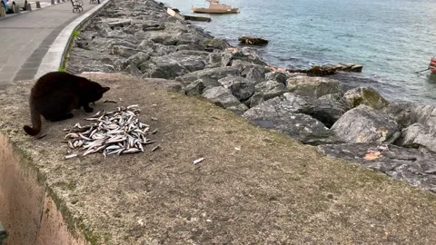 A black stray cat eating fish with pleasure Stock Footage 171382342