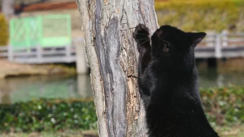 Black Stray Cat Finding Solace in Tree Scratching in sunny day Stock Footage 240482228