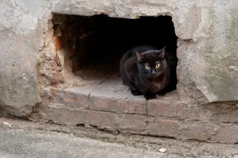 Black stray cat Stock Photos