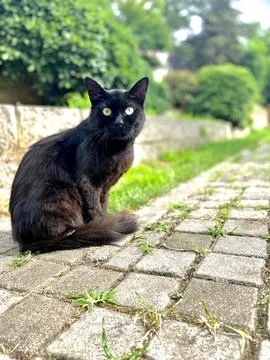 Black stray cat Stock Photos