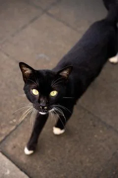 Black stray cat Stock Photos