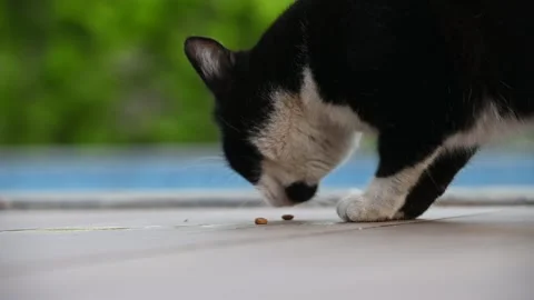 Black stray cat with red nose eating outdoor and licking Vídeo Stock 274048719
