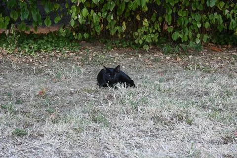 Black stray cat resting on grass Stock-Fotos