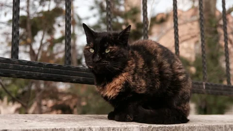 A black stray cat is sitting an looking around. Stock Footage 261995411
