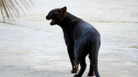 Black stray cat is walking along the road 스톡 동영상 128033733