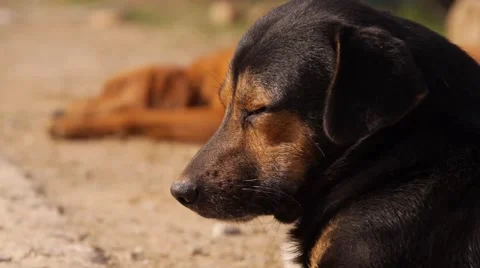 Black Stray Dog, close up Stock Footage 55448010