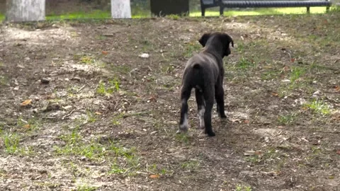 Black stray puppy exploring public park in daylight Vidéo 269835719