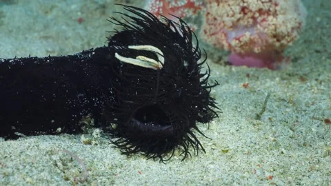 A Black Striated Frogfish or Hairy Frogfish (Antennarius striatus) yawning 스톡 동영상 339844053