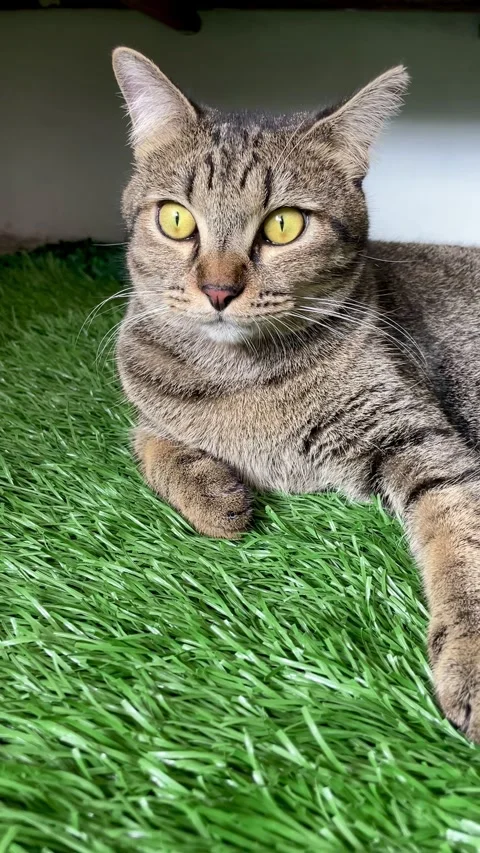 Black striped gray cat lying on synthetic green grass Stock Footage 293283740