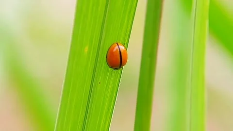 Black Striped Orange Ladybug: C. transversalis (4K UHD) Vídeos de archivo 318742266