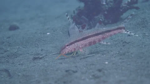 Black stripped upeneus looking for prey underwater Stock Footage 246893447